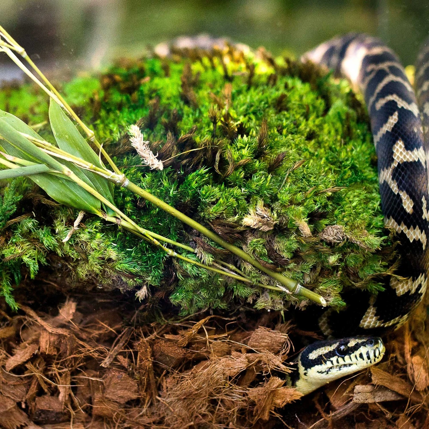 Galapagos Tropicoco Husk Coconut Reptile Bedding, 8-qt Bag - Image 4