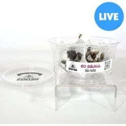 Symton Dubia Roaches Reptile Food, 50 Count