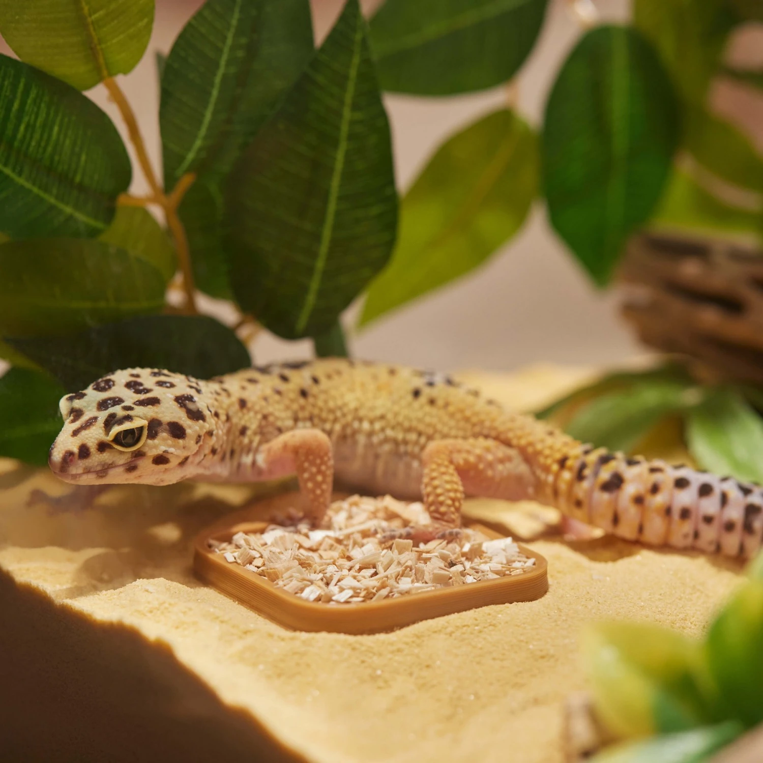 Stroodies Leopard Geckos LitterBox