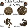 ABDragons Medium Dubia Roaches Small Pet & Reptile Food