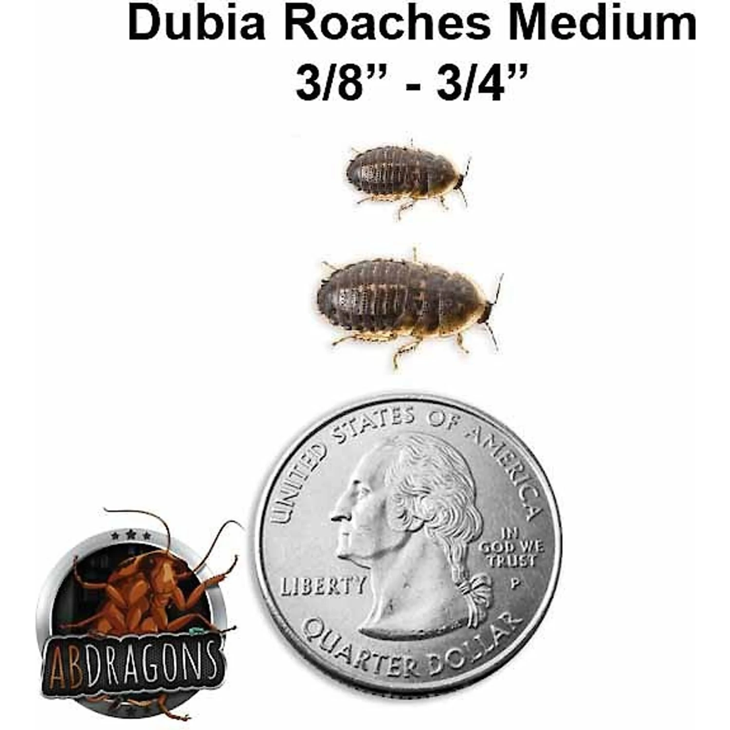 ABDragons Medium Dubia Roaches Small Pet & Reptile Food - Image 2