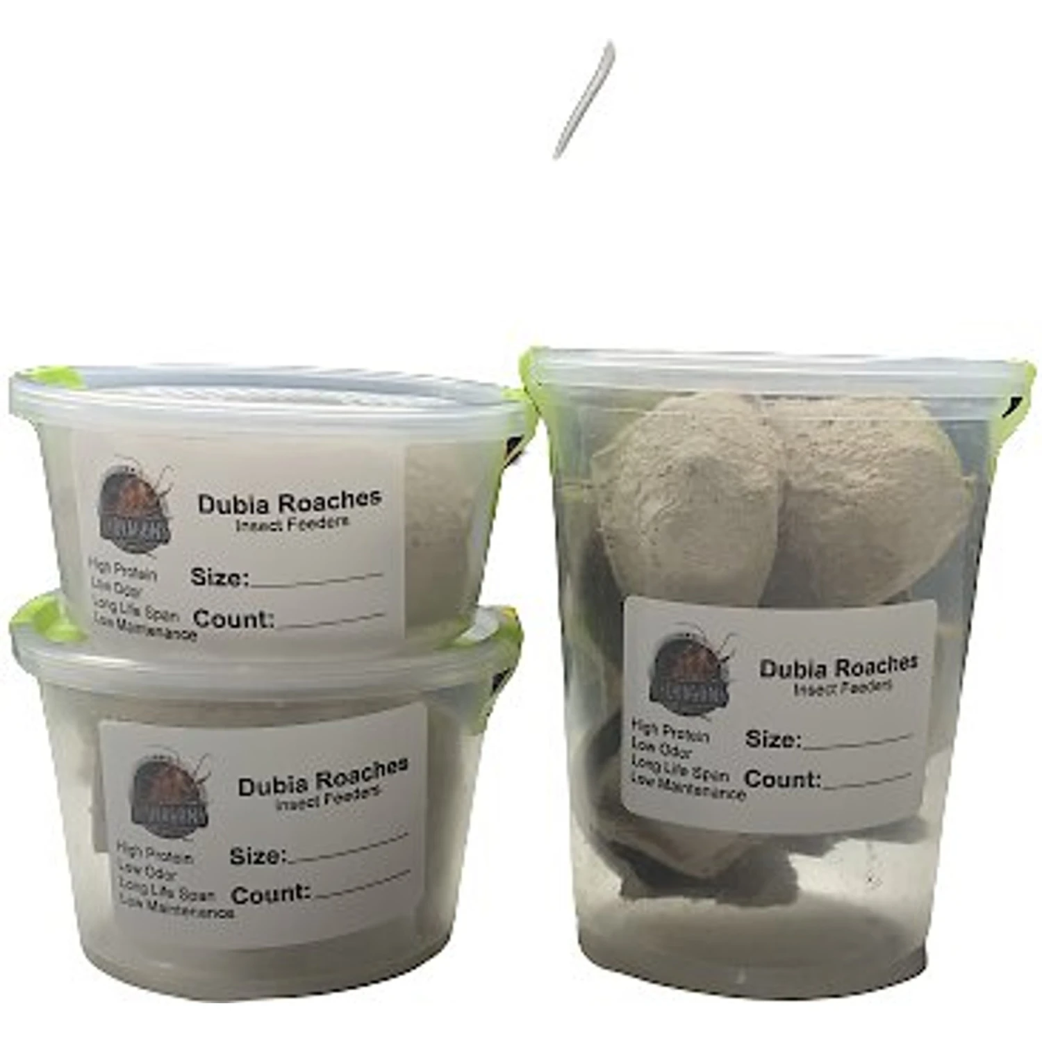 ABDragons Medium Dubia Roaches Small Pet & Reptile Food - Image 4