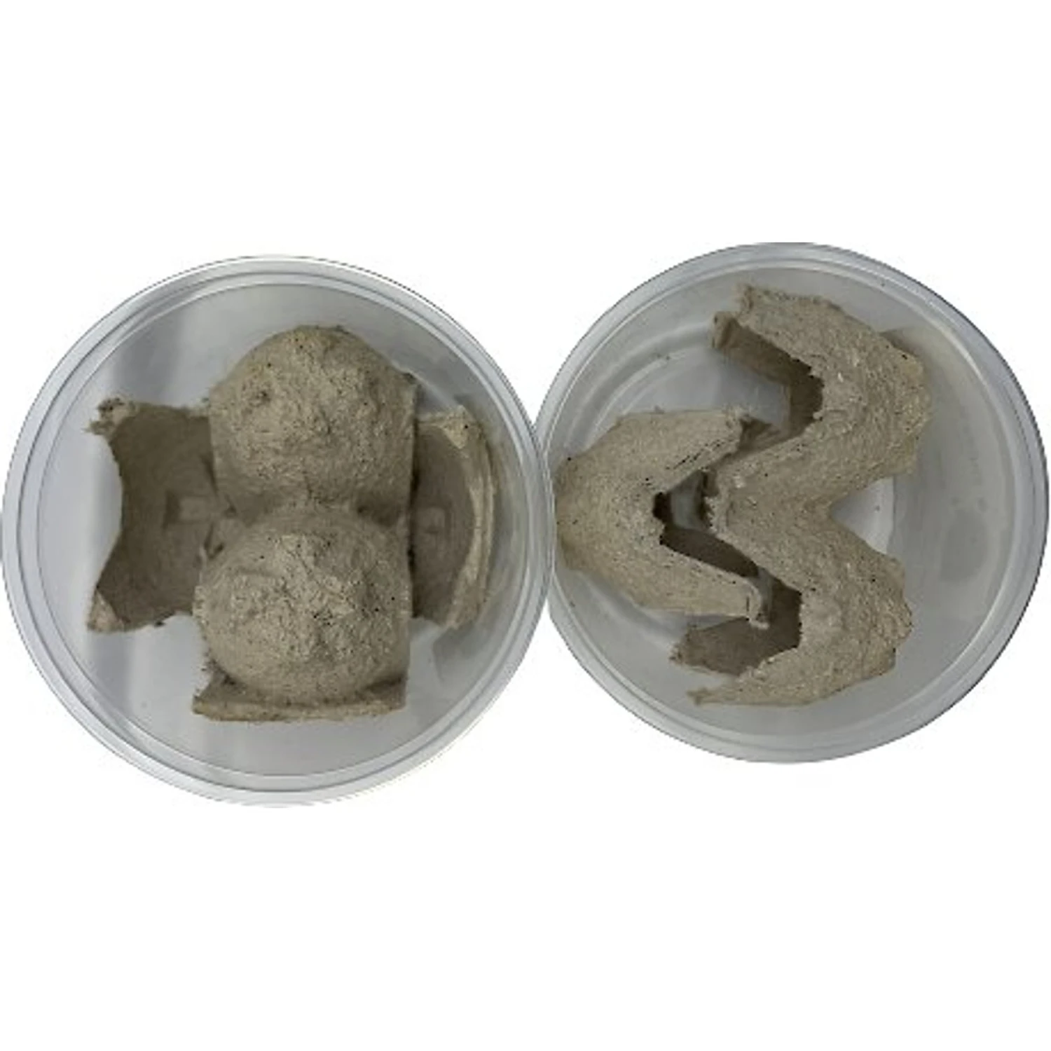 ABDragons Medium Dubia Roaches Small Pet & Reptile Food - Image 6