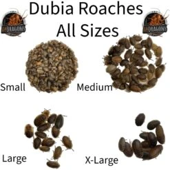 ABDragons Live Dubia Roaches Reptile, Bird, Fish & Small Pet Food