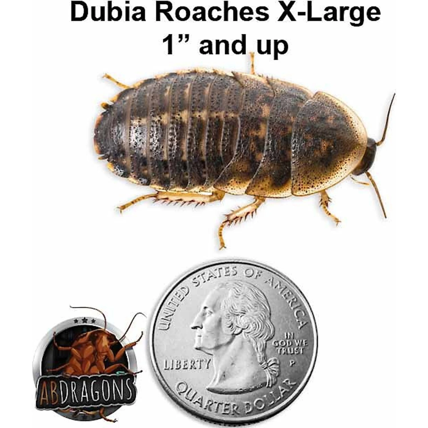 ABDragons Live Dubia Roaches Reptile, Bird, Fish & Small Pet Food - Image 2