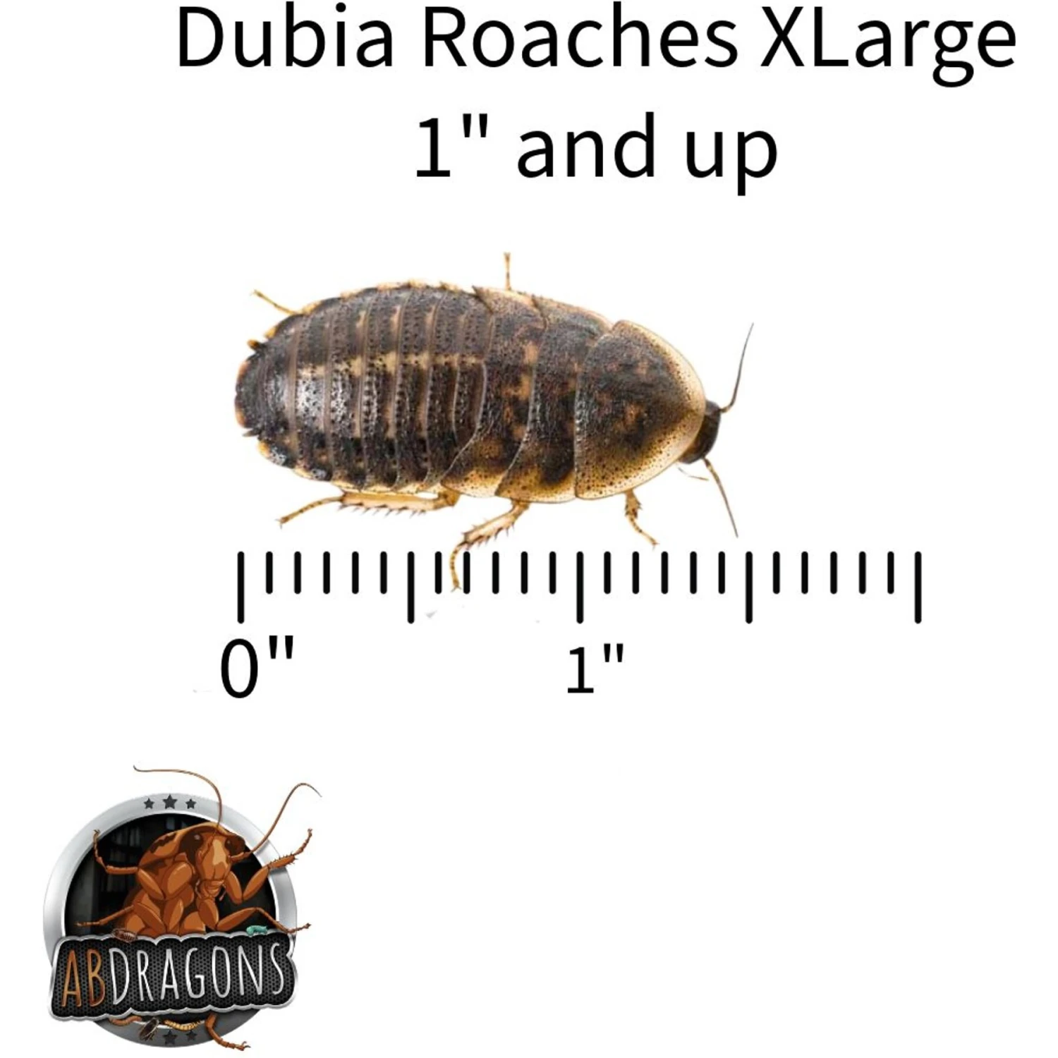 ABDragons Live Dubia Roaches Reptile, Bird, Fish & Small Pet Food - Image 3