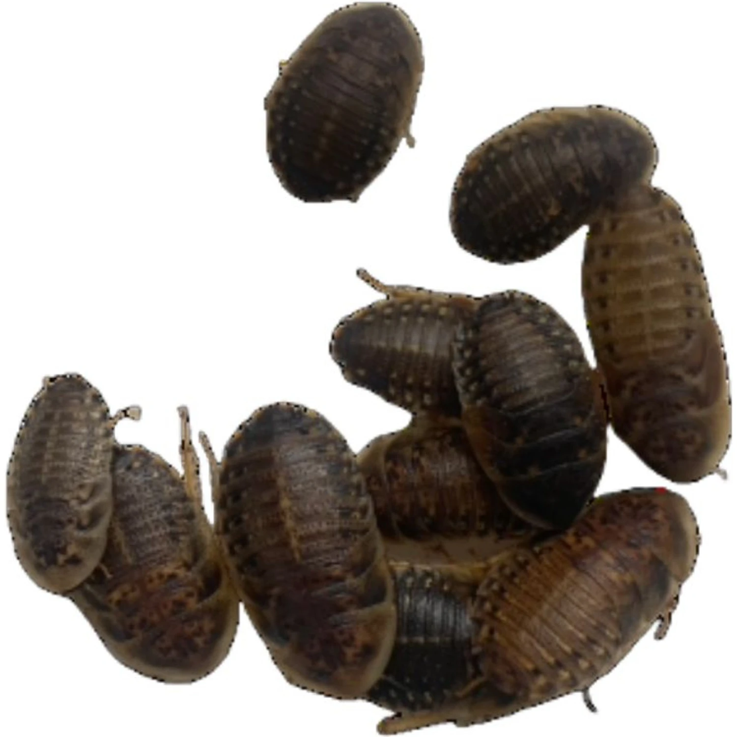 ABDragons Live Dubia Roaches Reptile, Bird, Fish & Small Pet Food - Image 4