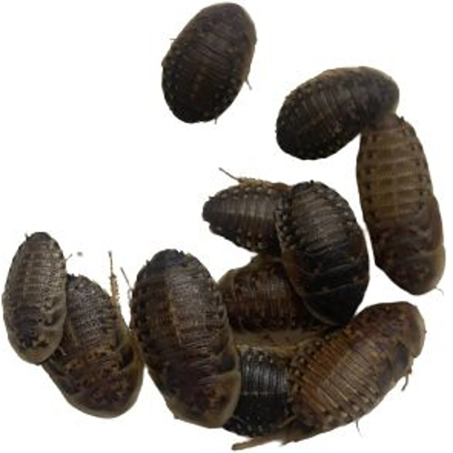 ABDragons Live Dubia Roaches Reptile, Bird, Fish & Small Pet Food - Image 7