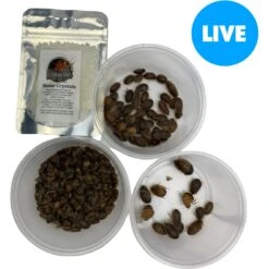 ABDragons Live Dubia Roaches Medium Mixed Group Small Pet & Reptile Food