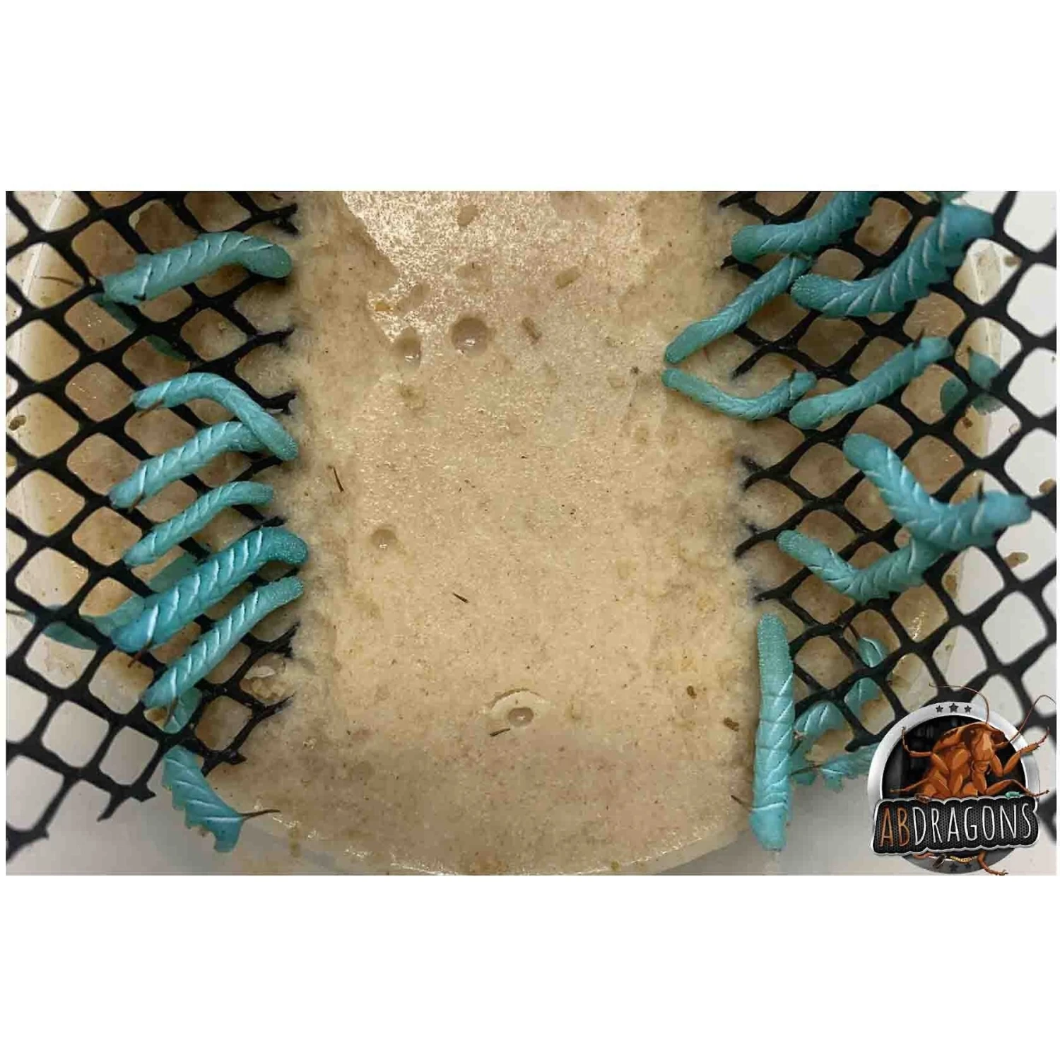 ABDragons Live Hornworms Reptile, Bird, Fish & Small Pet Food - Image 3