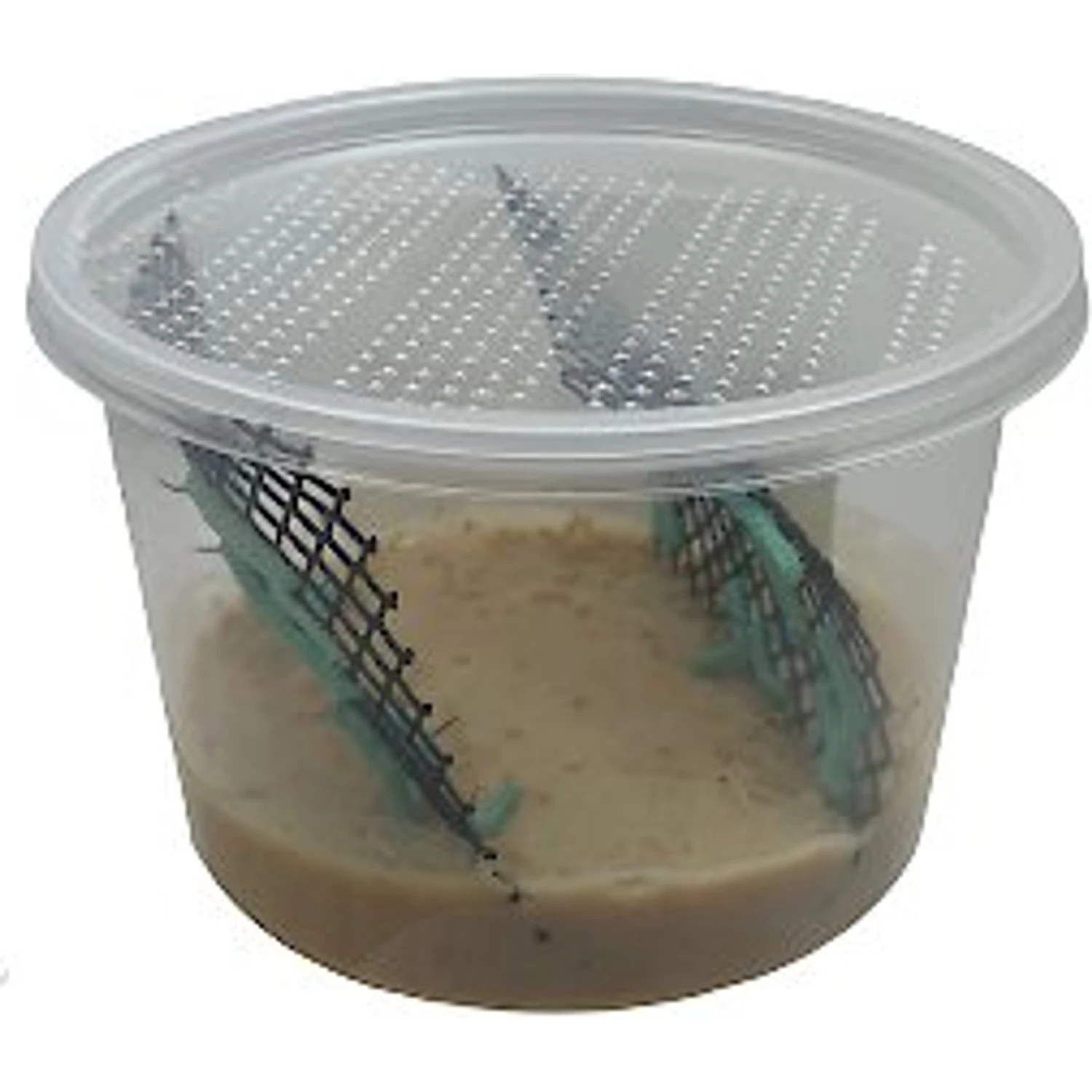 ABDragons Live Hornworms Reptile, Bird, Fish & Small Pet Food - Image 6