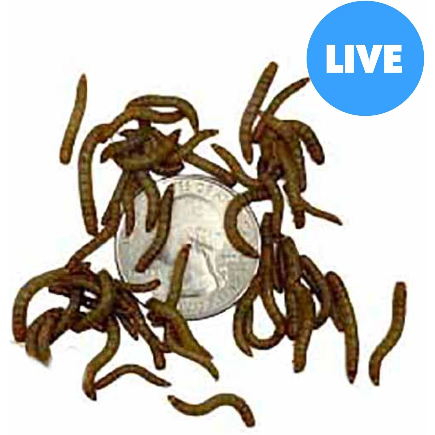 ABDragons Live Mealworms Reptile, Bird, Fish & Small Pet Food