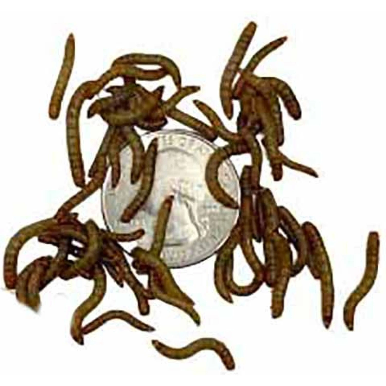 ABDragons Live Mealworms Reptile, Bird, Fish & Small Pet Food - Image 4