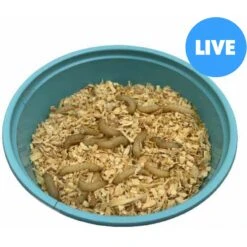 ABDragons Live Waxworms Reptile, Bird, Fish & Small Pet Food