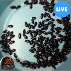 ABDragons Live Black Cleaner Beetles Small Pet & Reptile Food