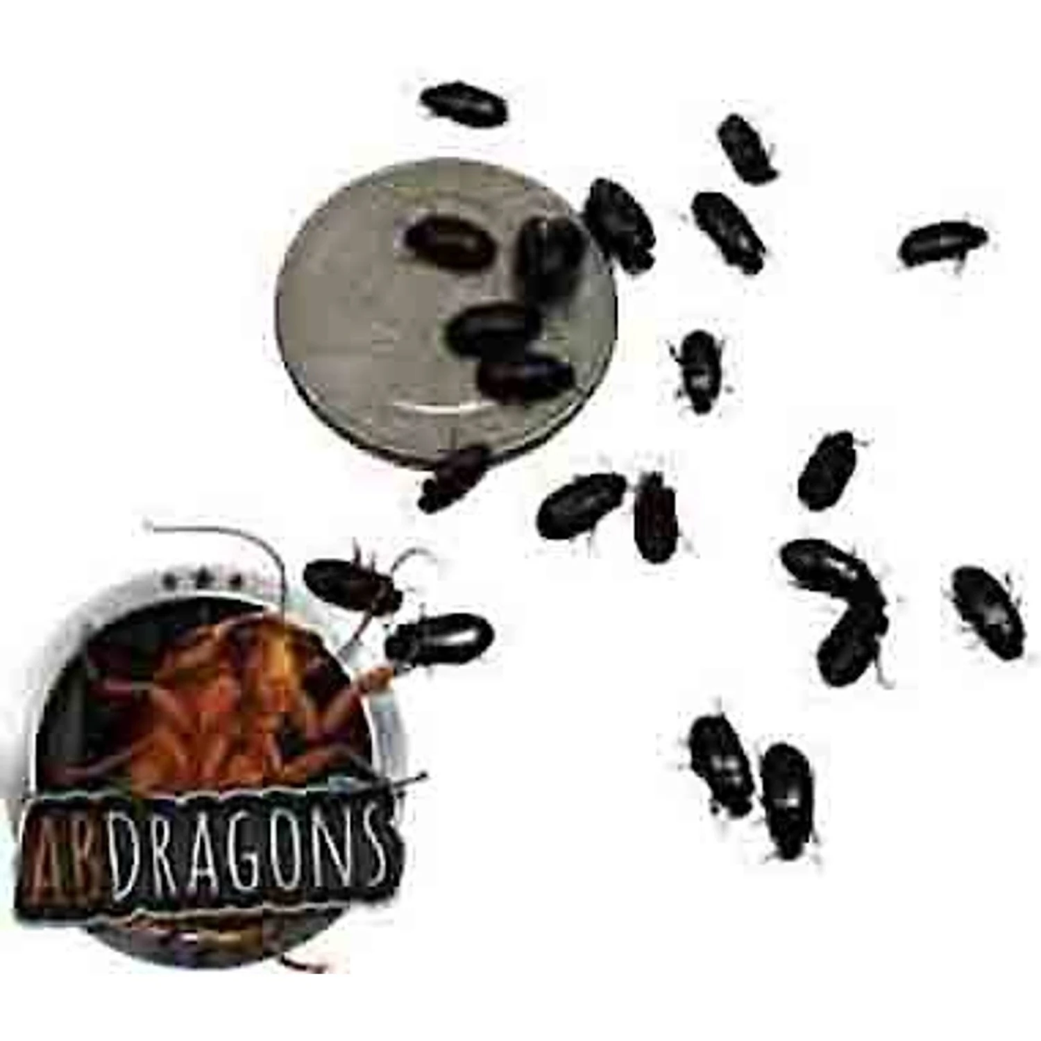 ABDragons Live Black Cleaner Beetles Small Pet & Reptile Food - Image 2