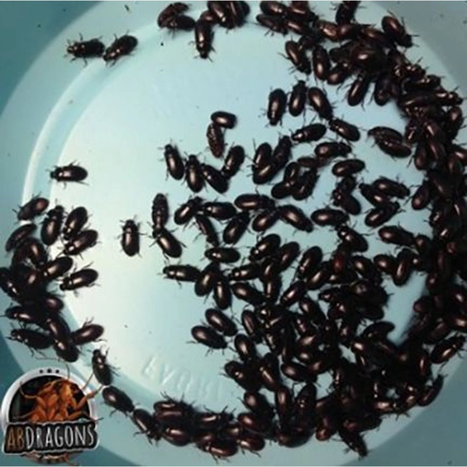 ABDragons Live Black Cleaner Beetles Small Pet & Reptile Food - Image 5