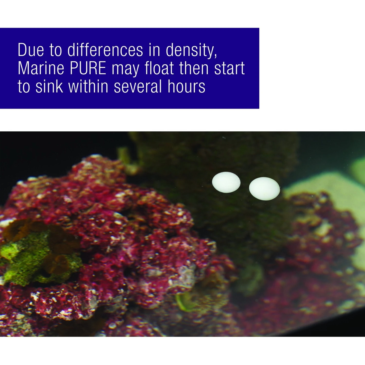 Coralife Marine PURE Water Care Bacteria Supplement, 4 Pack - Image 6