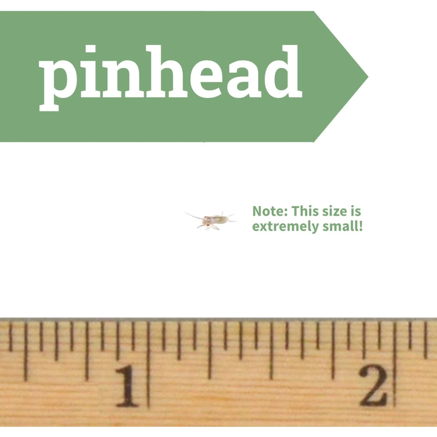 Ovipost Banded Adult Live Feed Crickets Reptile Food