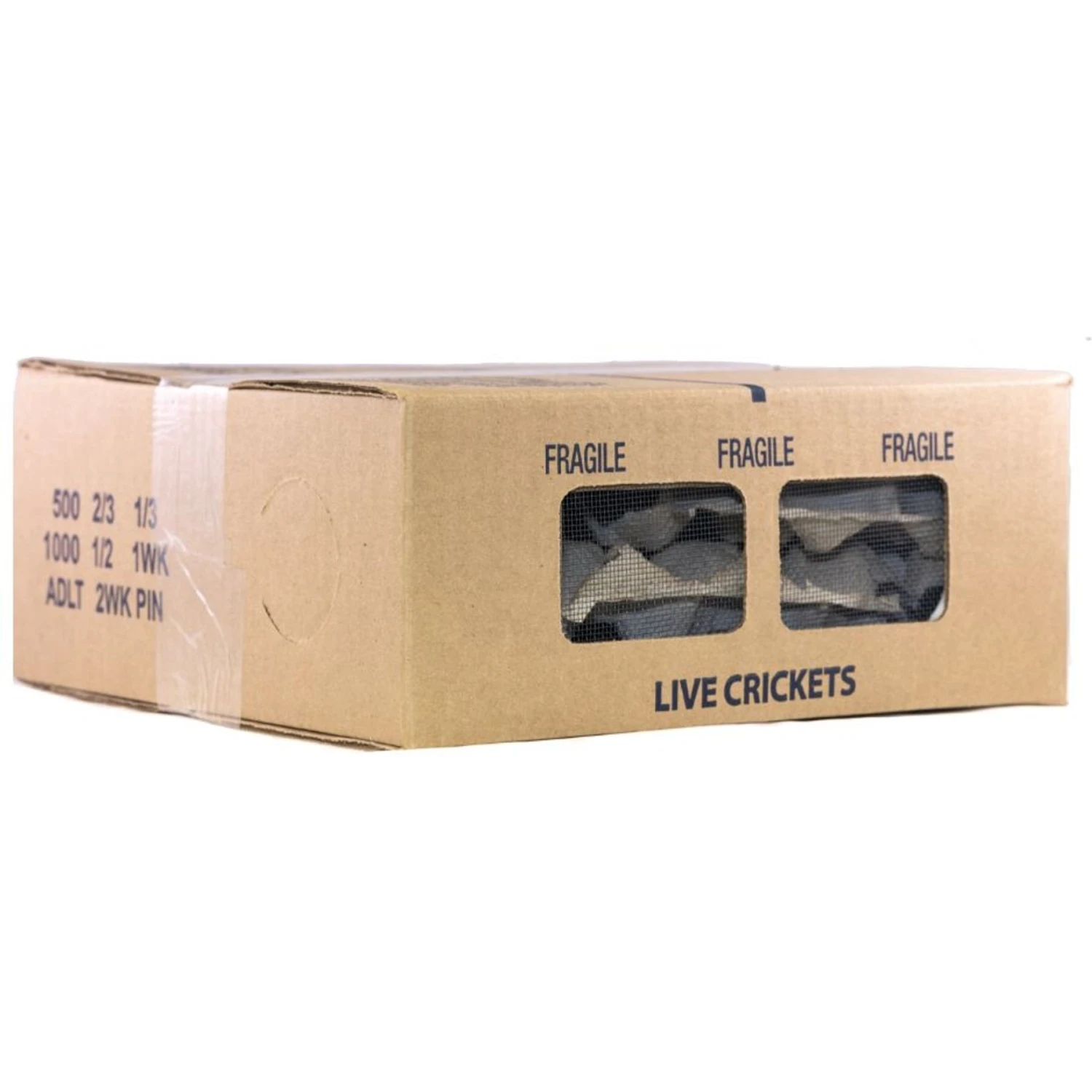 Ovipost Banded Adult Live Feed Crickets Reptile Food - Image 2