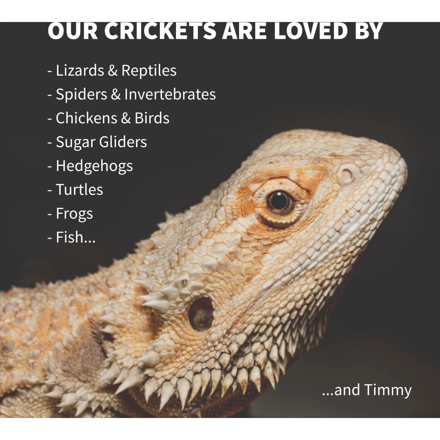 Ovipost Banded Adult Live Feed Crickets Reptile Food - Image 5