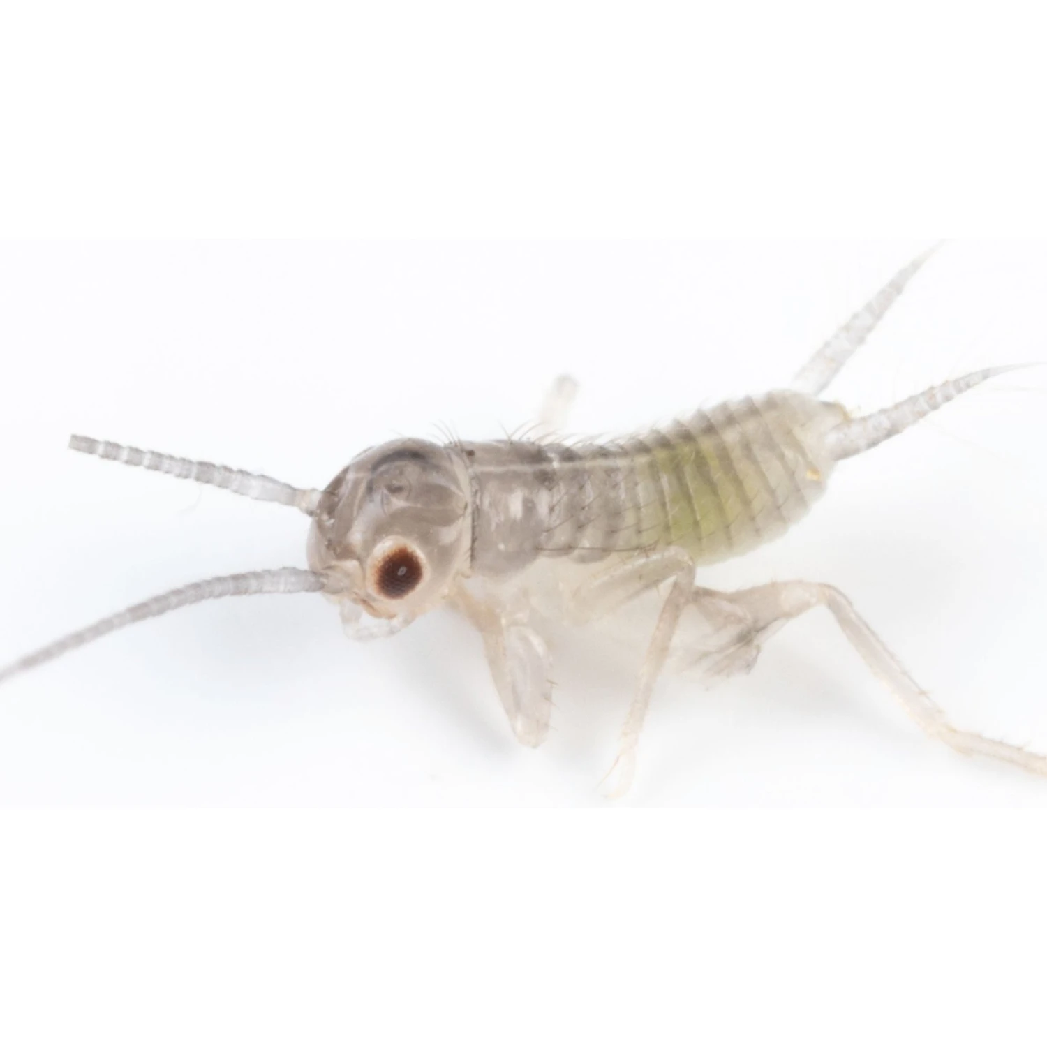 Ovipost Banded Adult Live Feed Crickets Reptile Food - Image 7