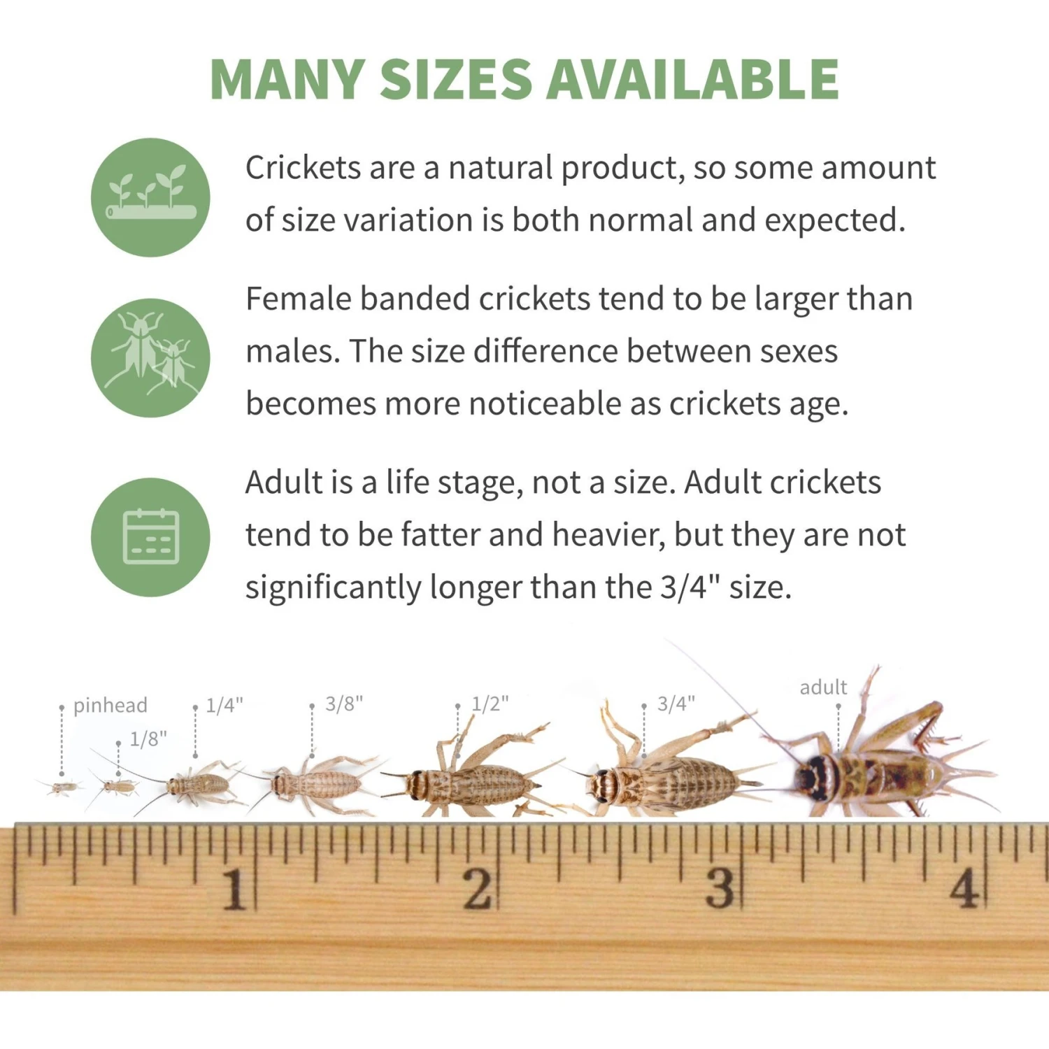 Ovipost Banded Adult Live Feed Crickets Reptile Food - Image 8