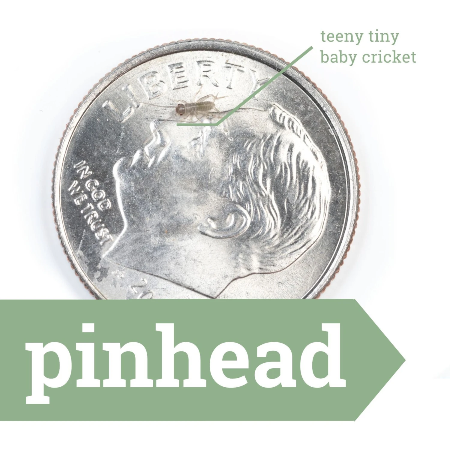 Ovipost Banded Adult Live Feed Crickets Reptile Food - Image 9