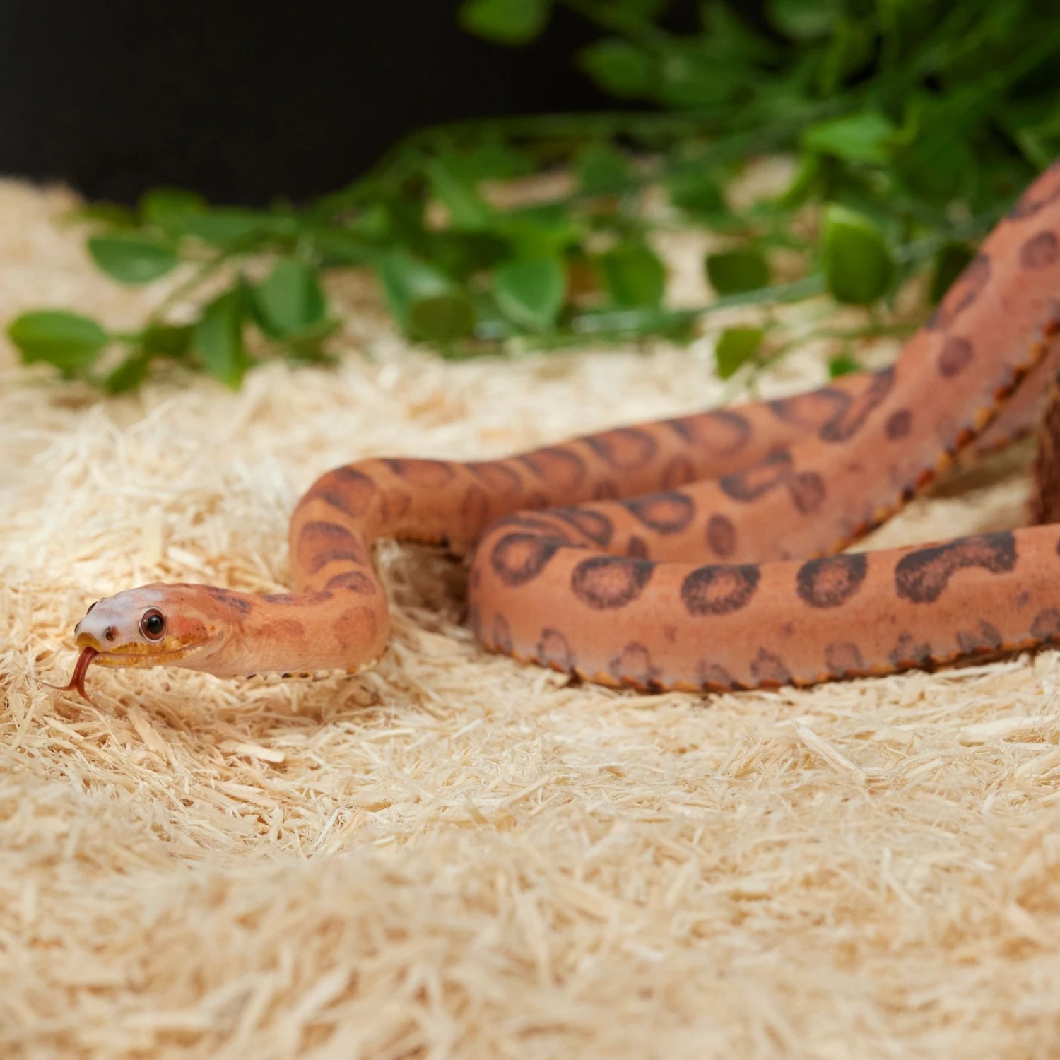 Frisco Aspen Snake Bedding - Image 4