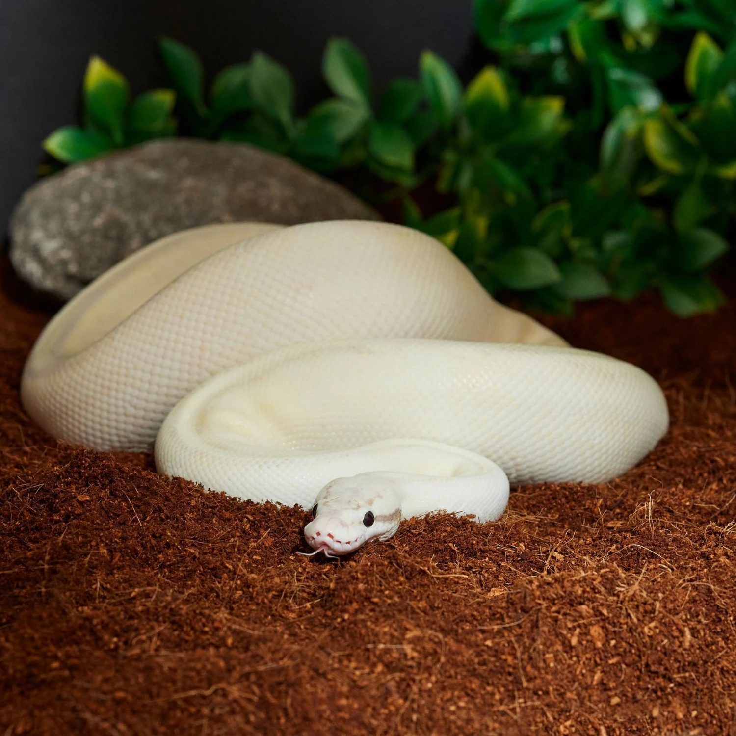 Frisco Coco Coir Reptile Bedding - Image 4