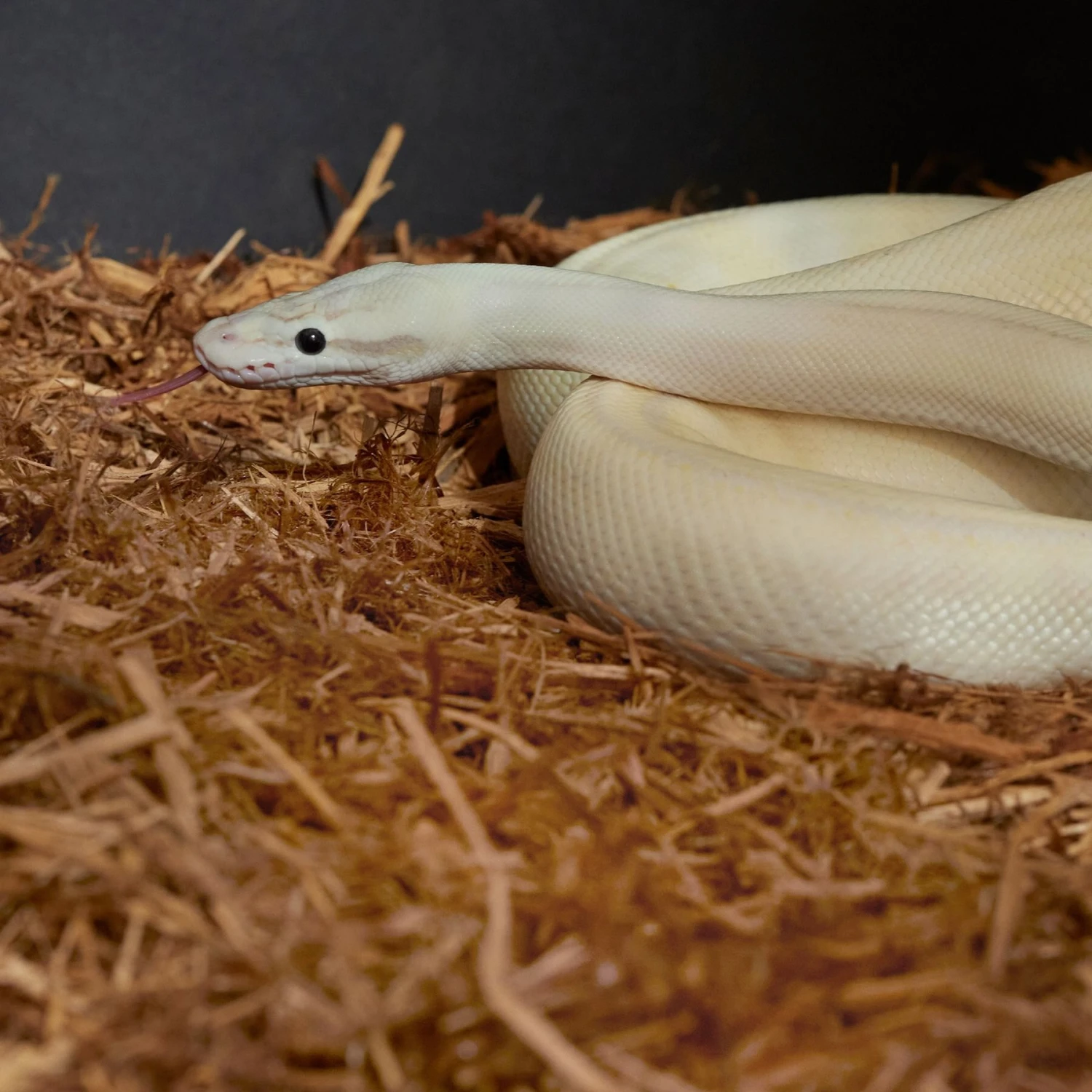 Frisco Cypress Reptile Bedding - Image 4