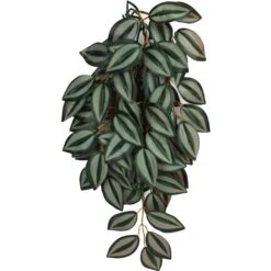 Komodo Climbing Zebrina Aquarium Plant