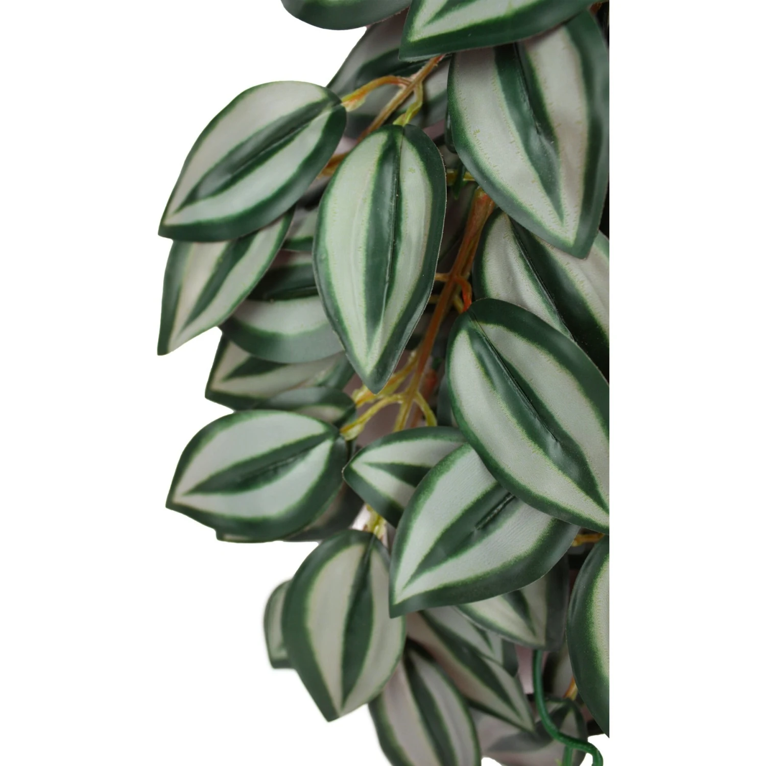 Komodo Climbing Zebrina Aquarium Plant - Image 3