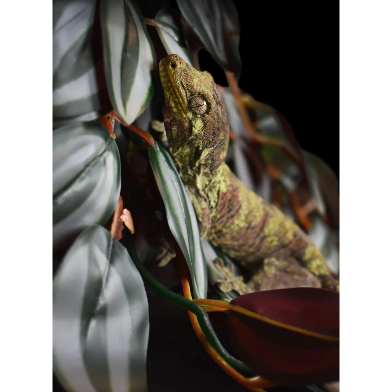 Komodo Climbing Zebrina Aquarium Plant - Image 5