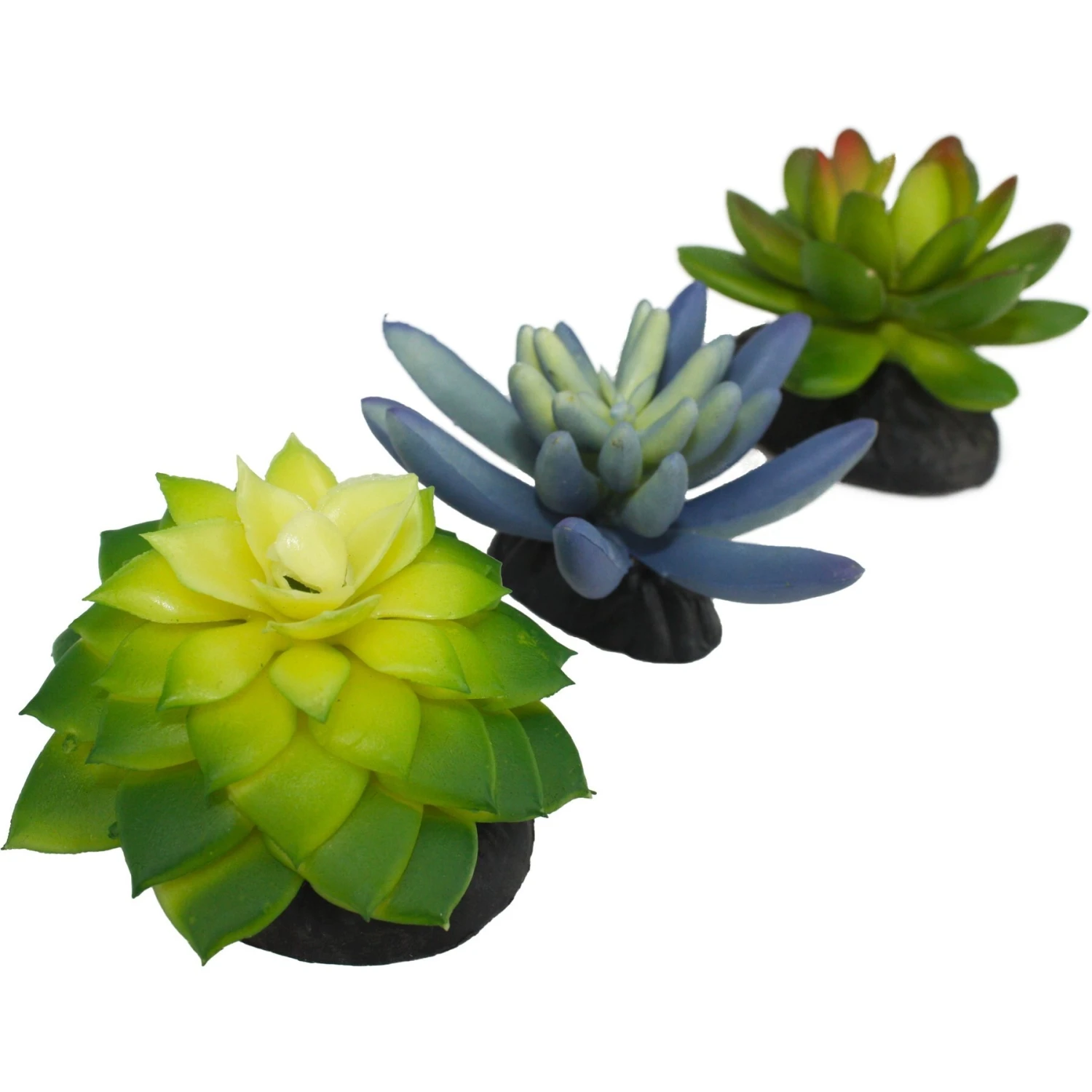 Komodo Succulent Aquarium Plant, 3-in, 3 Count - Image 2