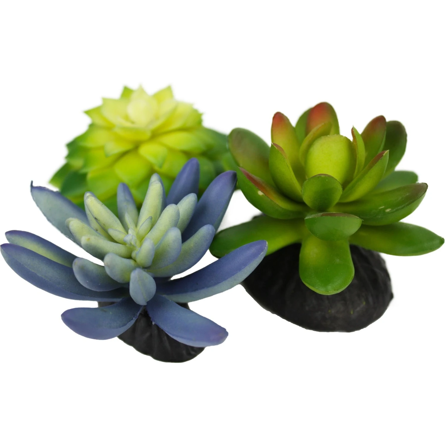 Komodo Succulent Aquarium Plant, 3-in, 3 Count - Image 3