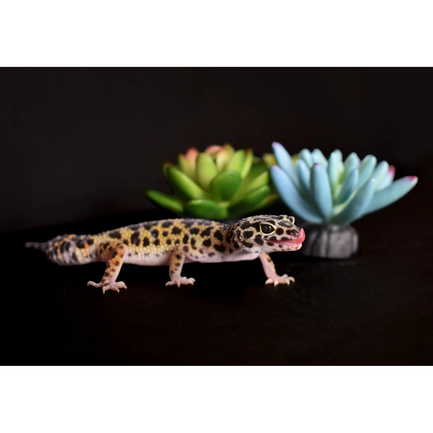 Komodo Succulent Aquarium Plant, 3-in, 3 Count - Image 6