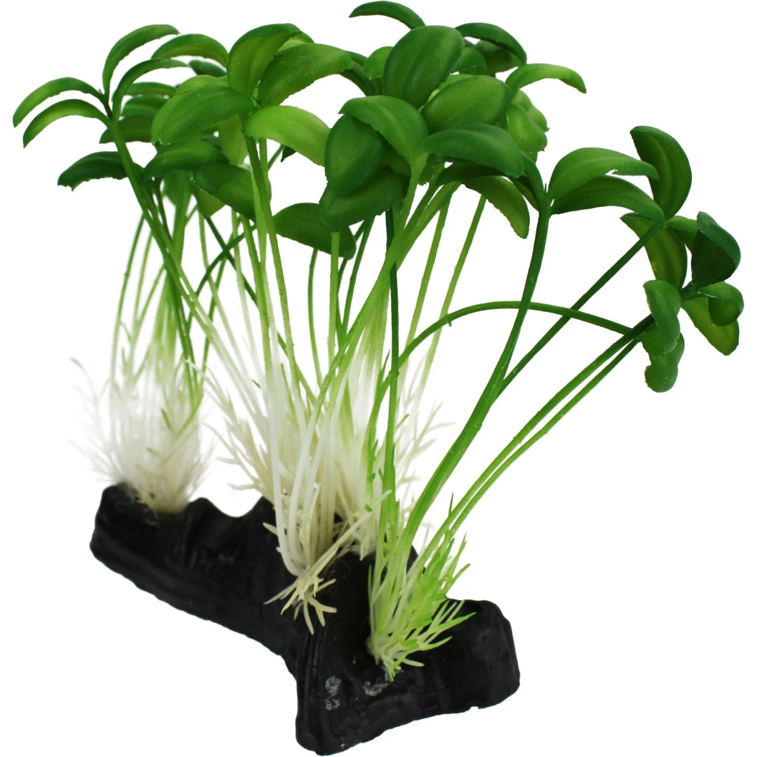Komodo Sprouts Aquarium Plant, 5-in - Image 3