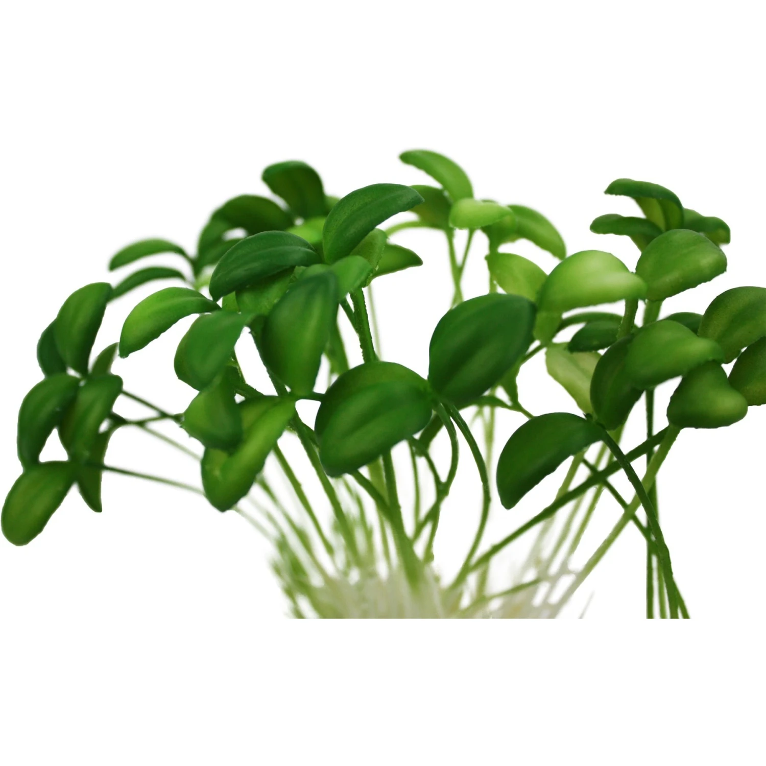 Komodo Sprouts Aquarium Plant, 5-in - Image 4