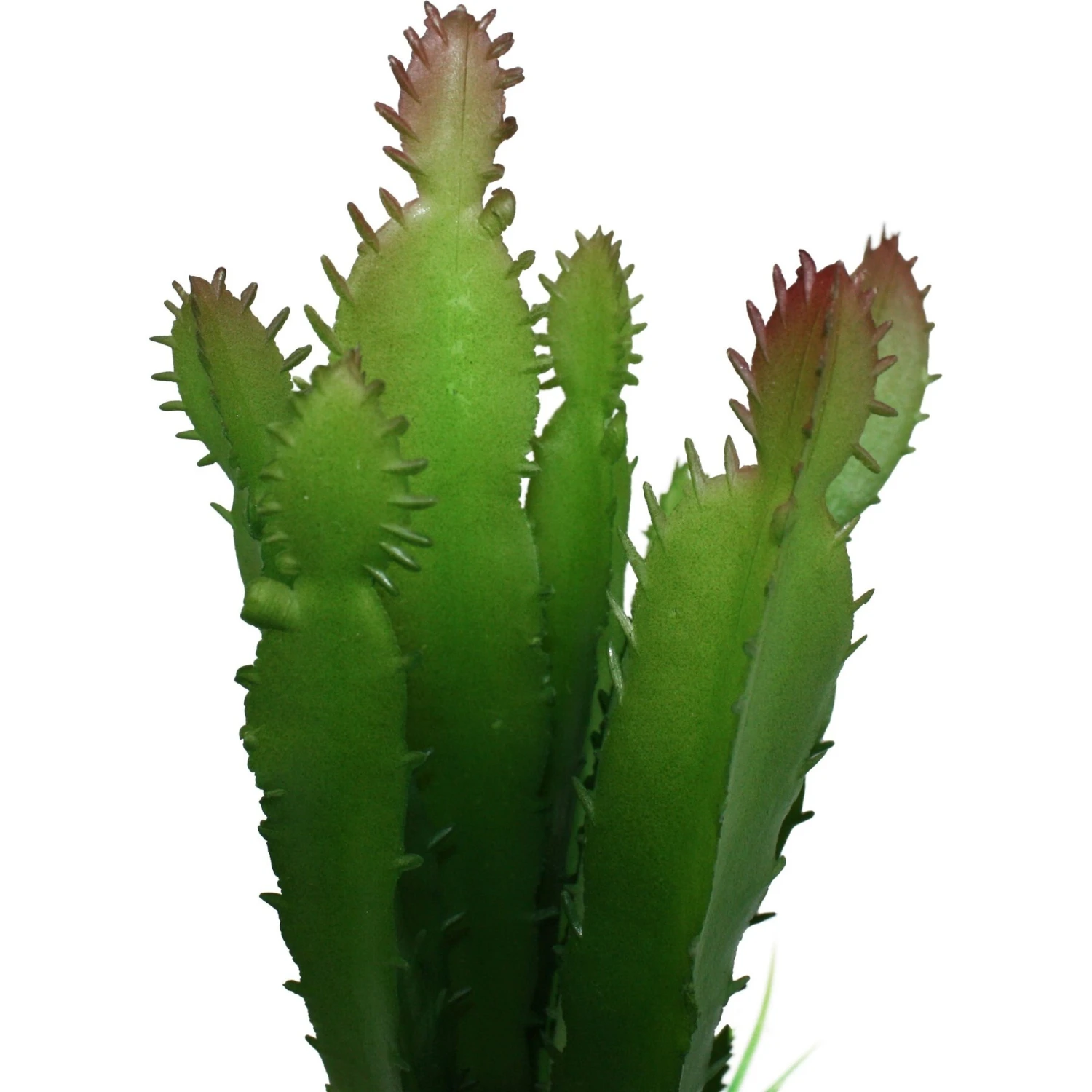 Komodo Cactus & Succulent Aquarium Plant, 5-in - Image 3