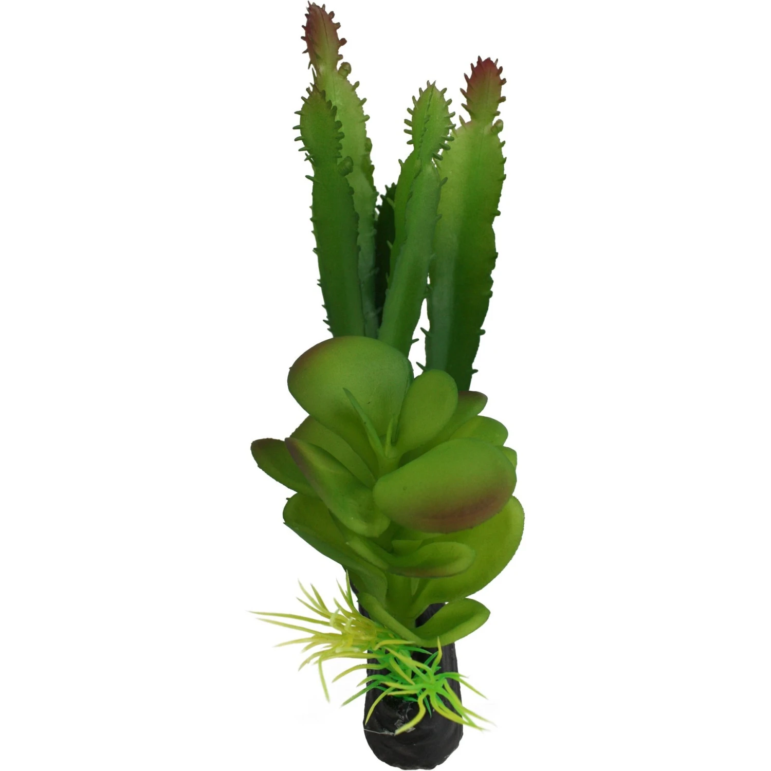 Komodo Cactus & Succulent Aquarium Plant, 5-in - Image 4