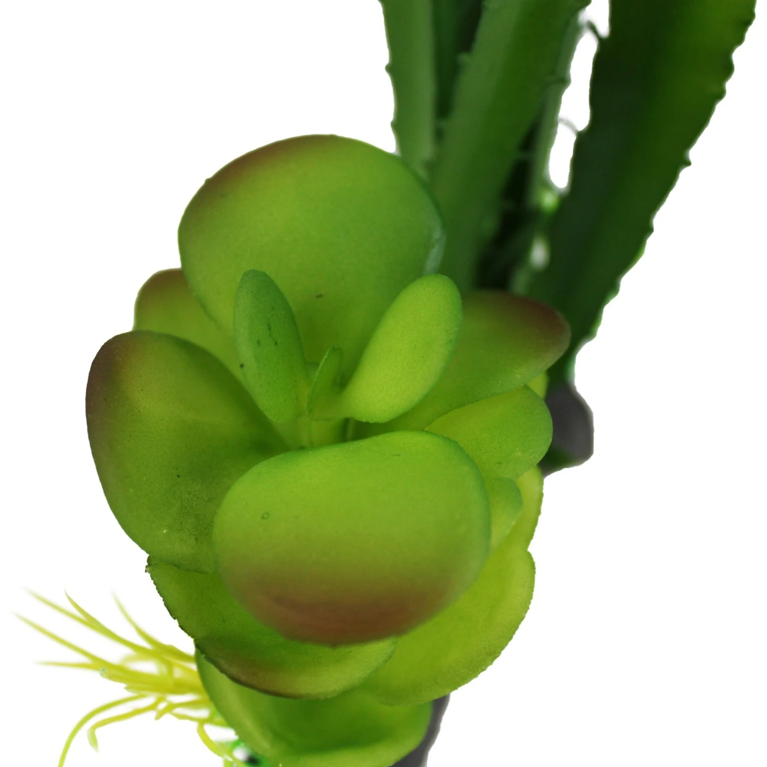 Komodo Cactus & Succulent Aquarium Plant, 5-in - Image 5