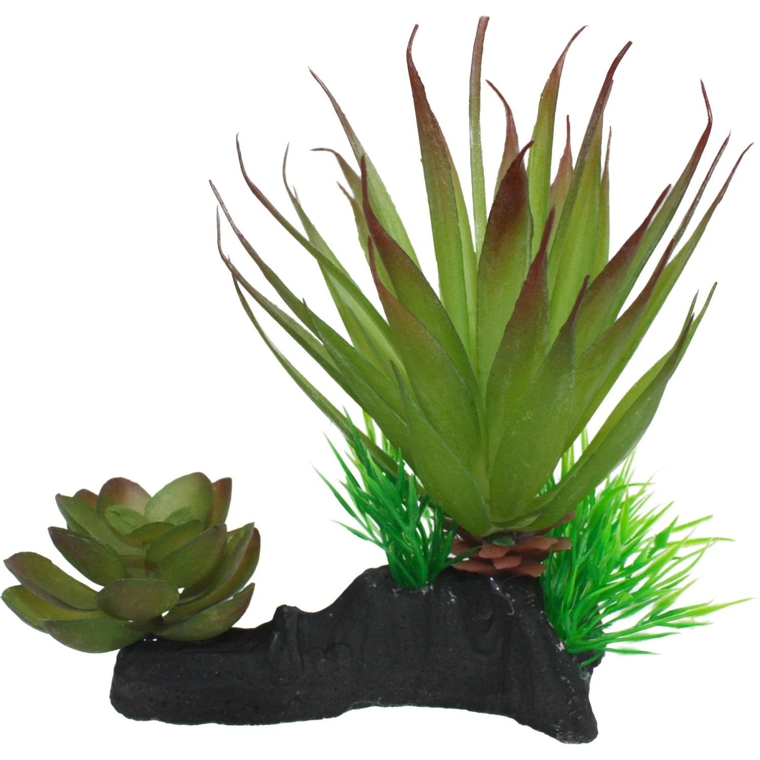 Komodo Succulent Auqrarium Plant, 5-in