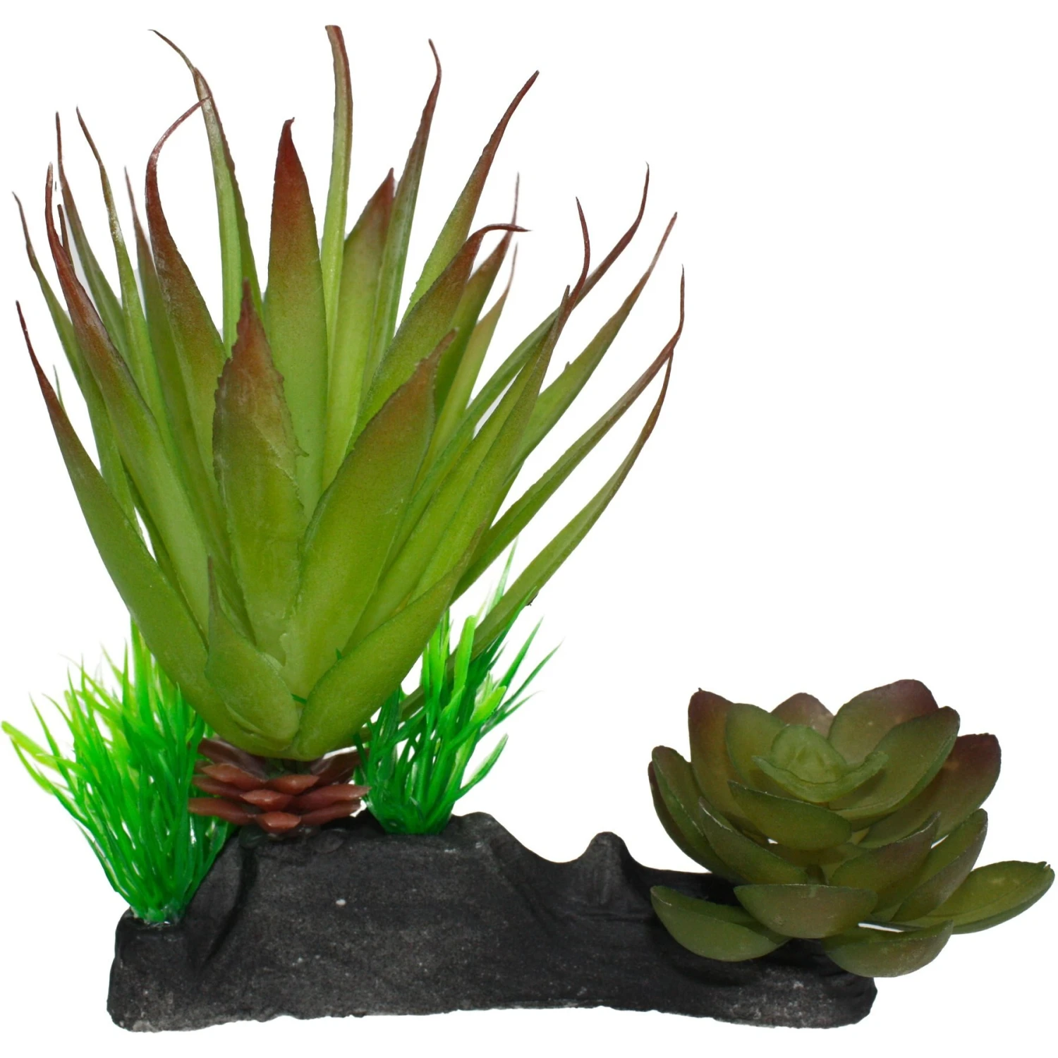 Komodo Succulent Auqrarium Plant, 5-in - Image 2