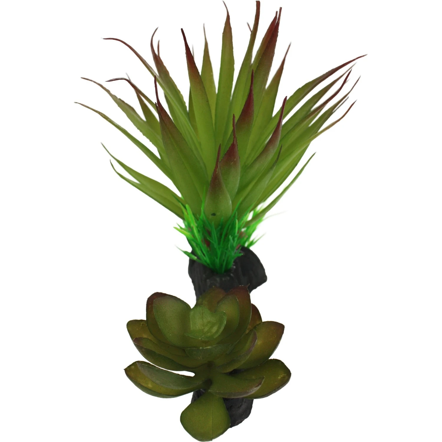 Komodo Succulent Auqrarium Plant, 5-in - Image 3