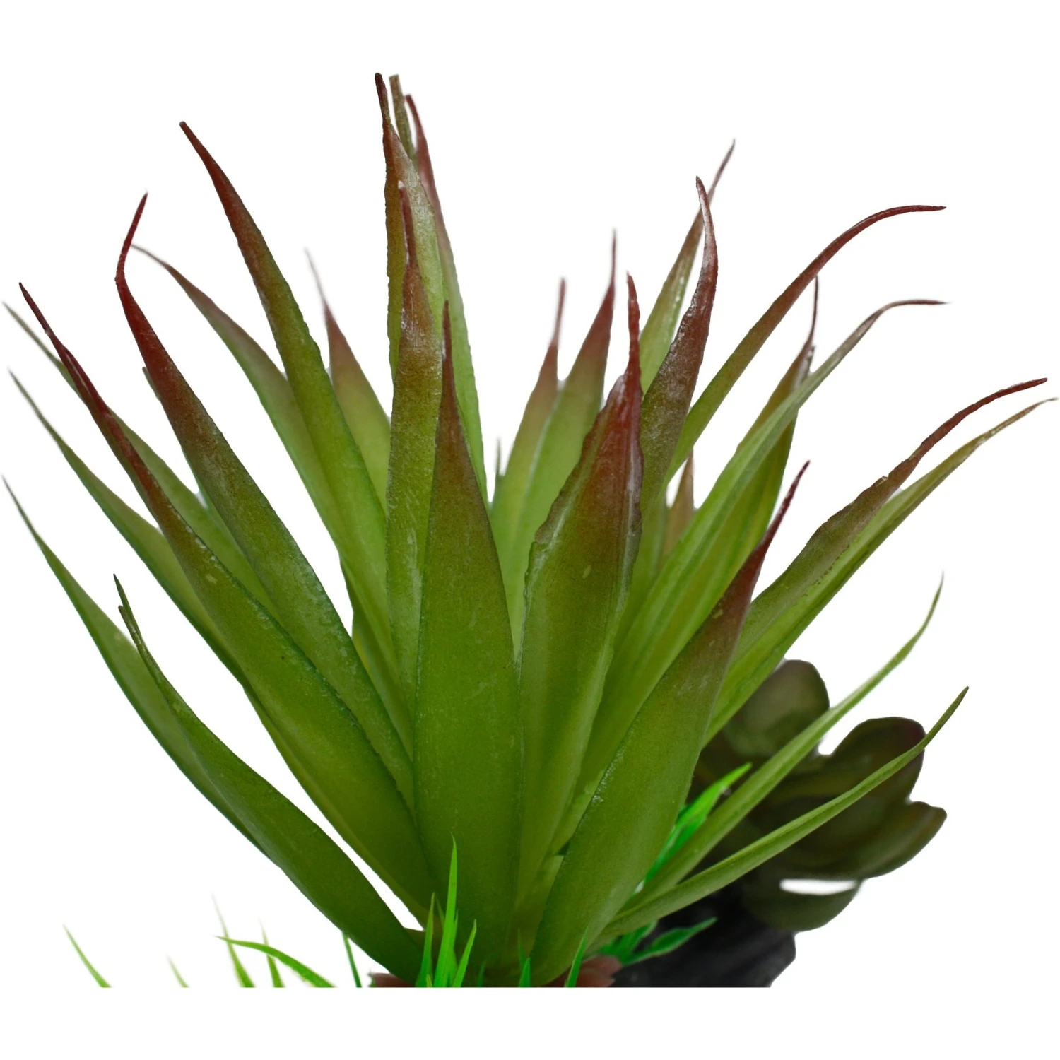 Komodo Succulent Auqrarium Plant, 5-in - Image 4