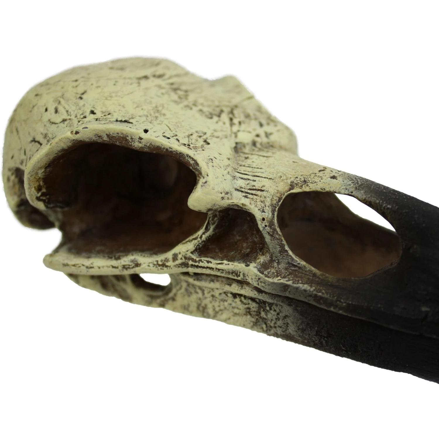 Komodo Raven Skull Aquarium Ornament - Image 4