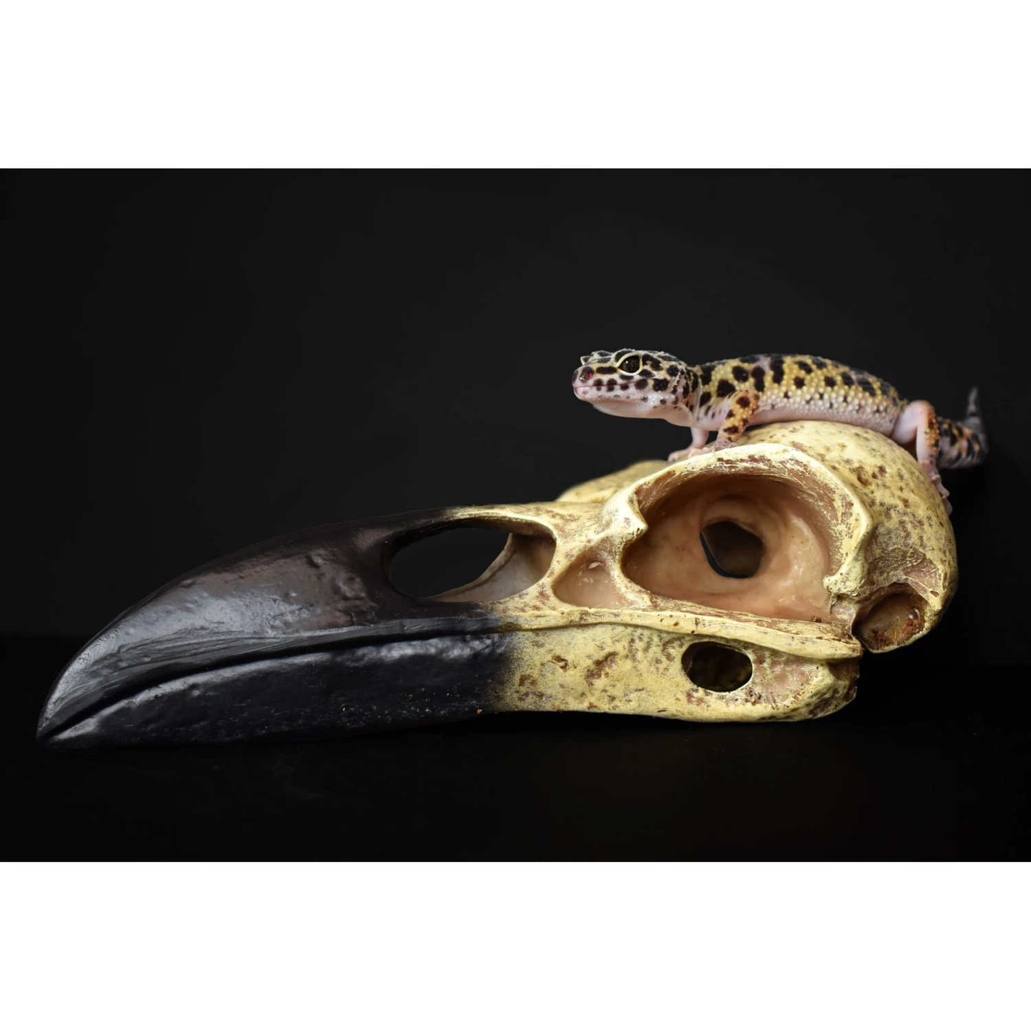 Komodo Raven Skull Aquarium Ornament - Image 5