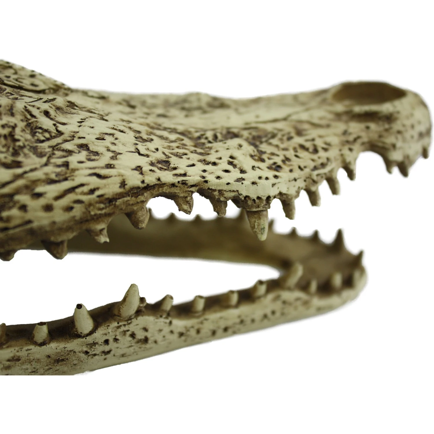 Komodo Alligator Skull Aquarium Ornament, 9-in - Image 4