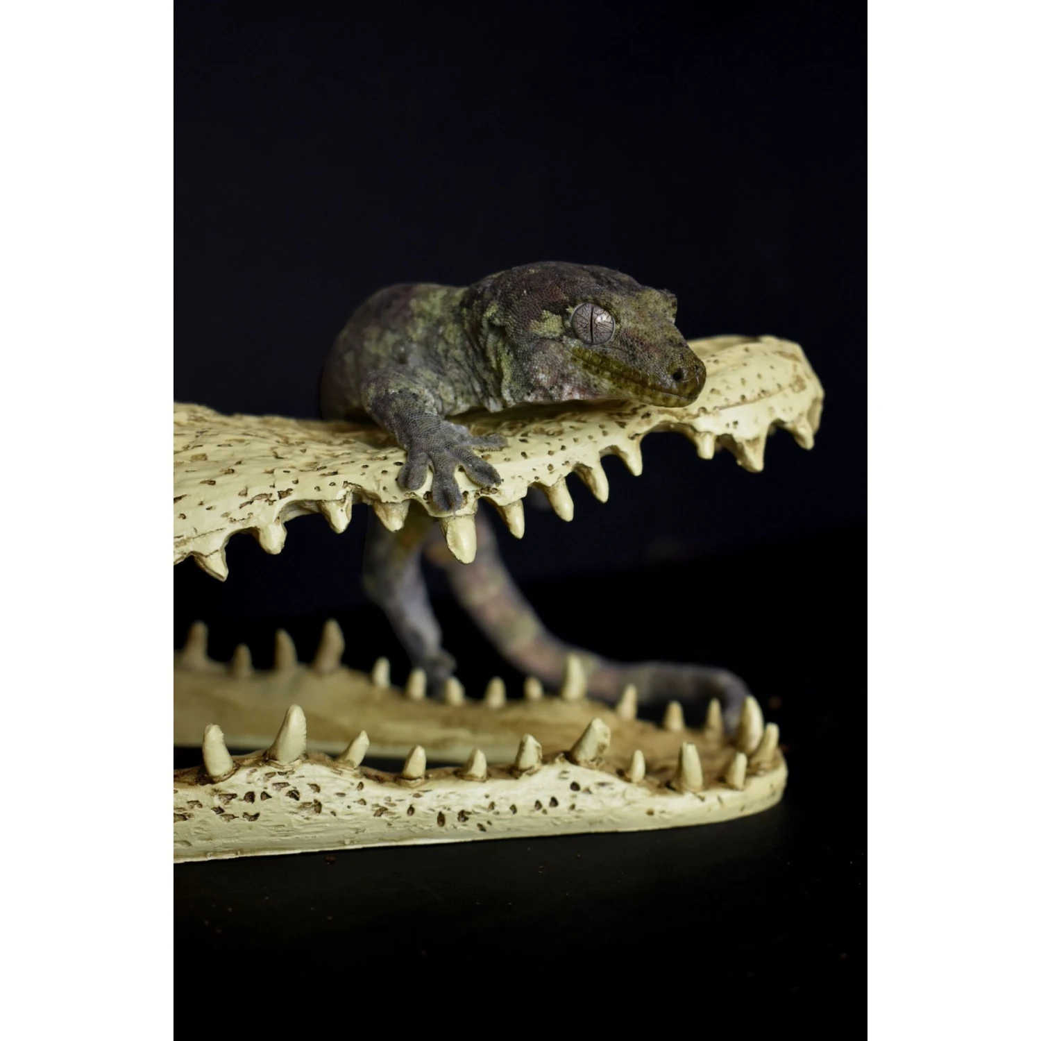 Komodo Alligator Skull Aquarium Ornament, 9-in - Image 5